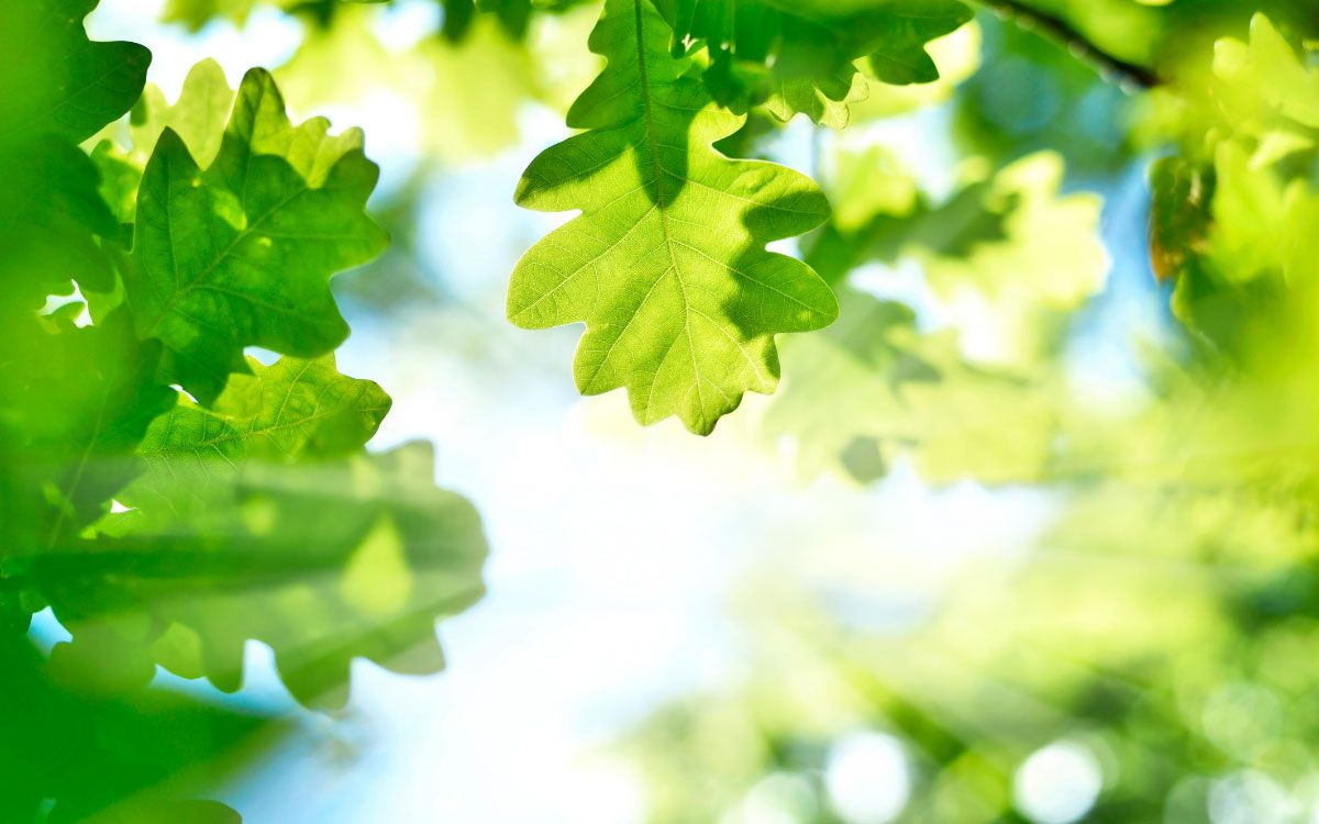 Adelta Sustainibility, Nachhaltigkeit Adelta Sustainibility, Nachhaltigkeit